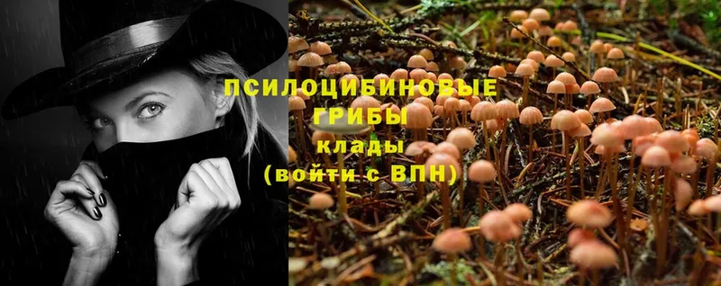 Галлюциногенные грибы Cubensis  Черняховск 